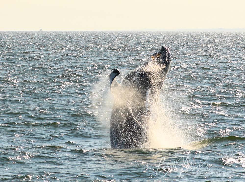 2019 was an amazing year for our whale watching trips