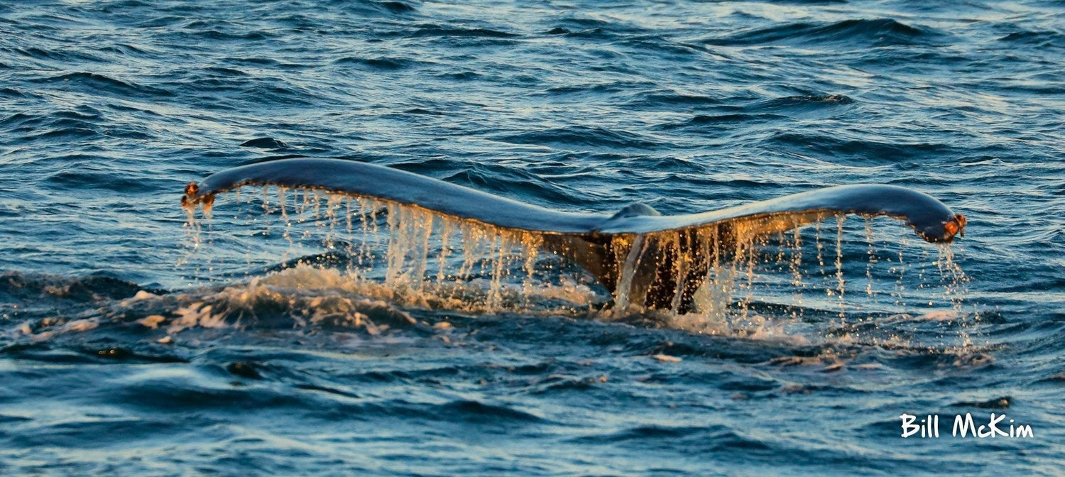 A great November whale watching trip! Novmber 3rd Ocean County