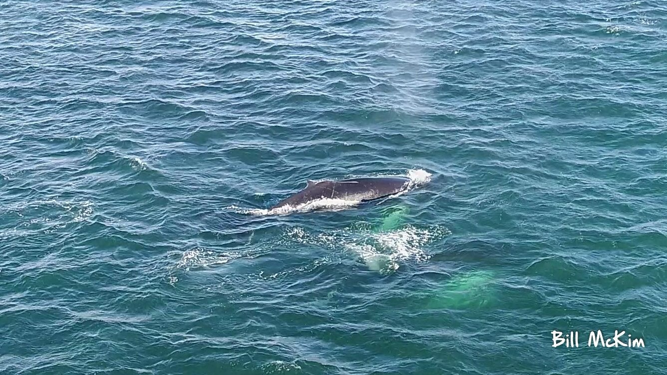 Aerial Photos Whales New Jersey