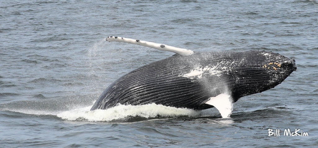 Amazing whale watching trip today August 18th off Asbury Park NJ