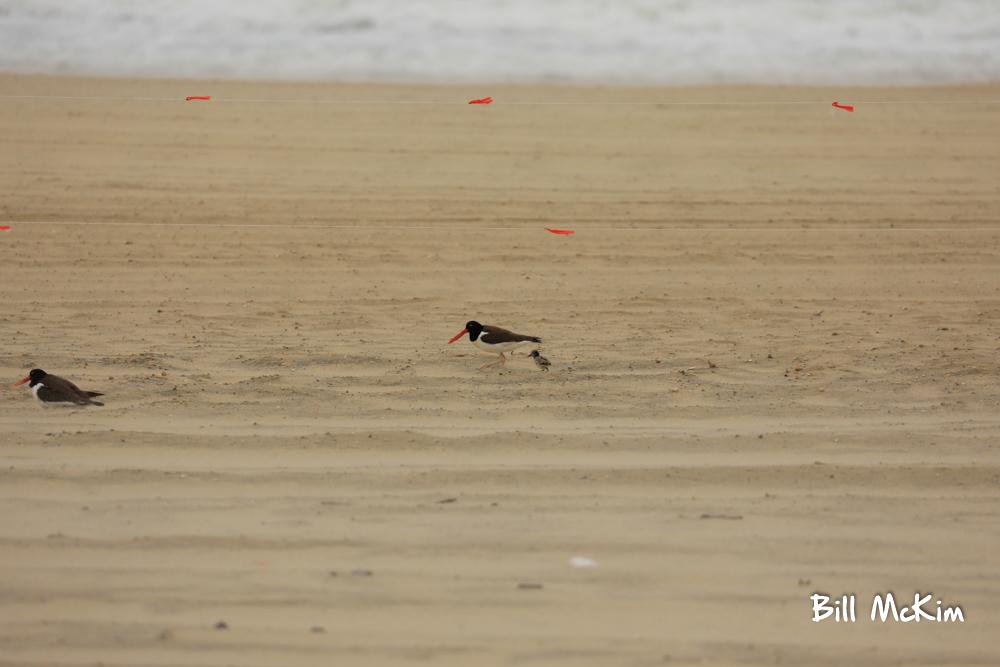 American Oystercatchers Hatching on the beach