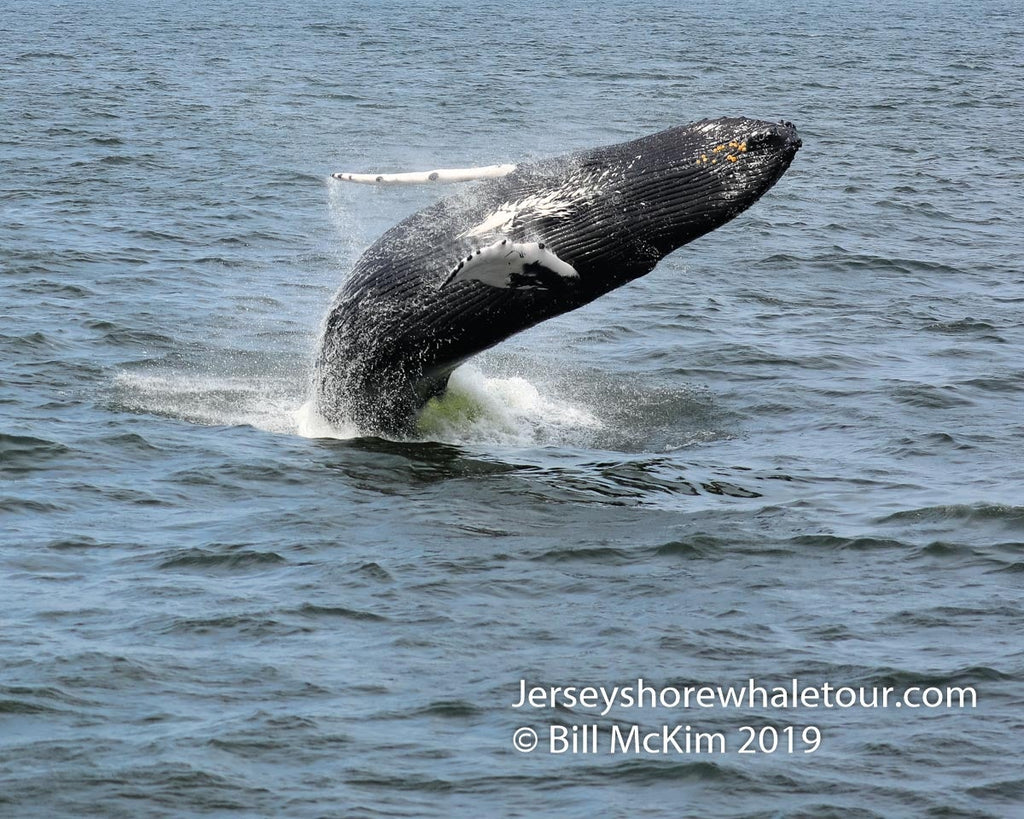 August whale watching trip off Long Branch NJ was amazing.