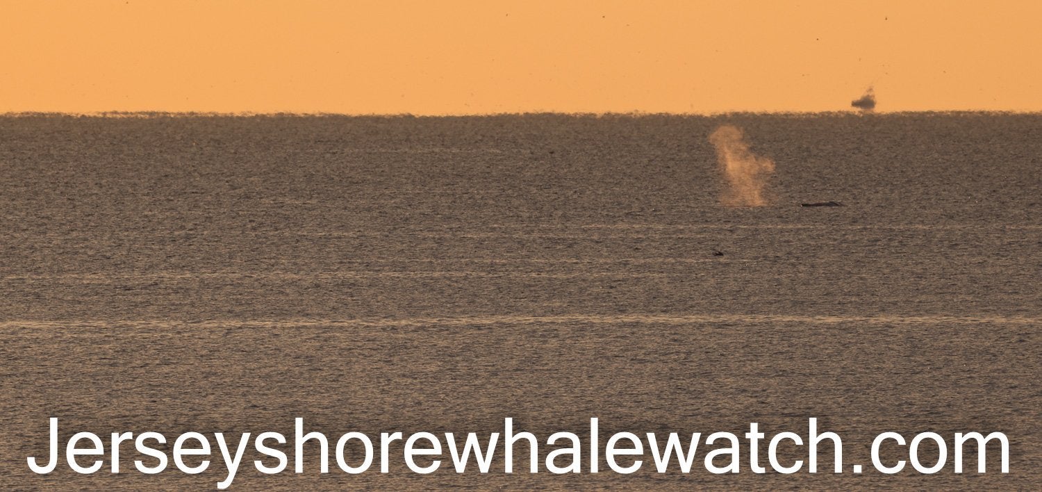 Coffee and whales this morning. Ahh November sunrises