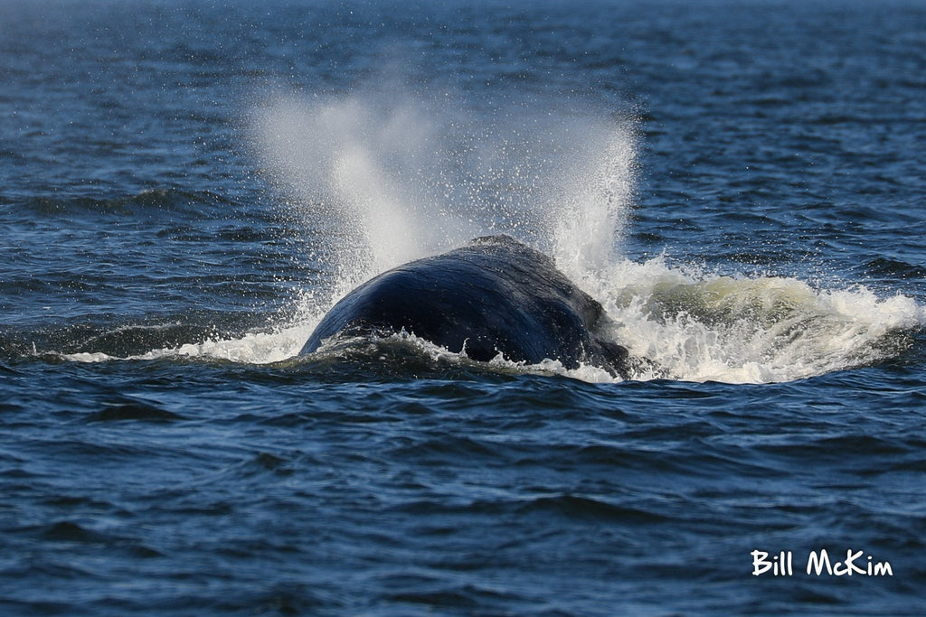 Humpback Whale Breaching Saturday June22 as seen from our boat