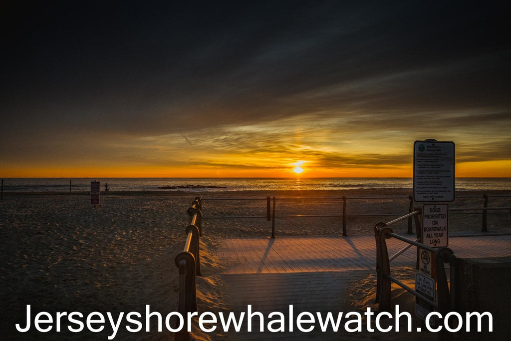 Jan. 11th 2021 photo of the day Spring Lake Doggie Beach open all year