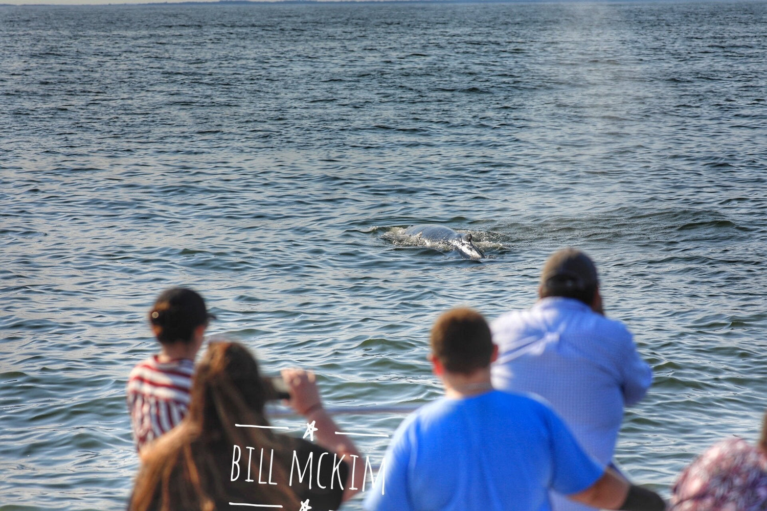 July 24 whale watching trip photos great trip