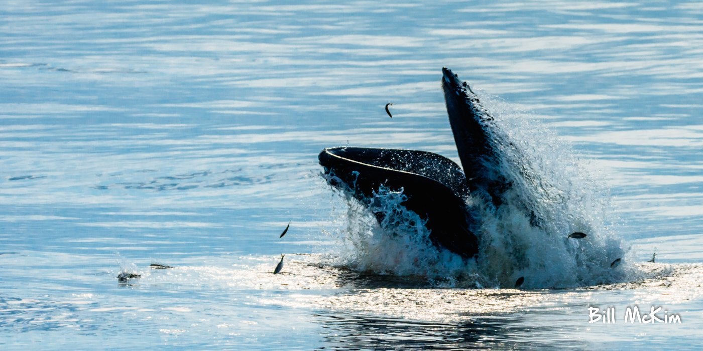New trip longer time mid week! Oct 2nd about 5-6 hours whale watching