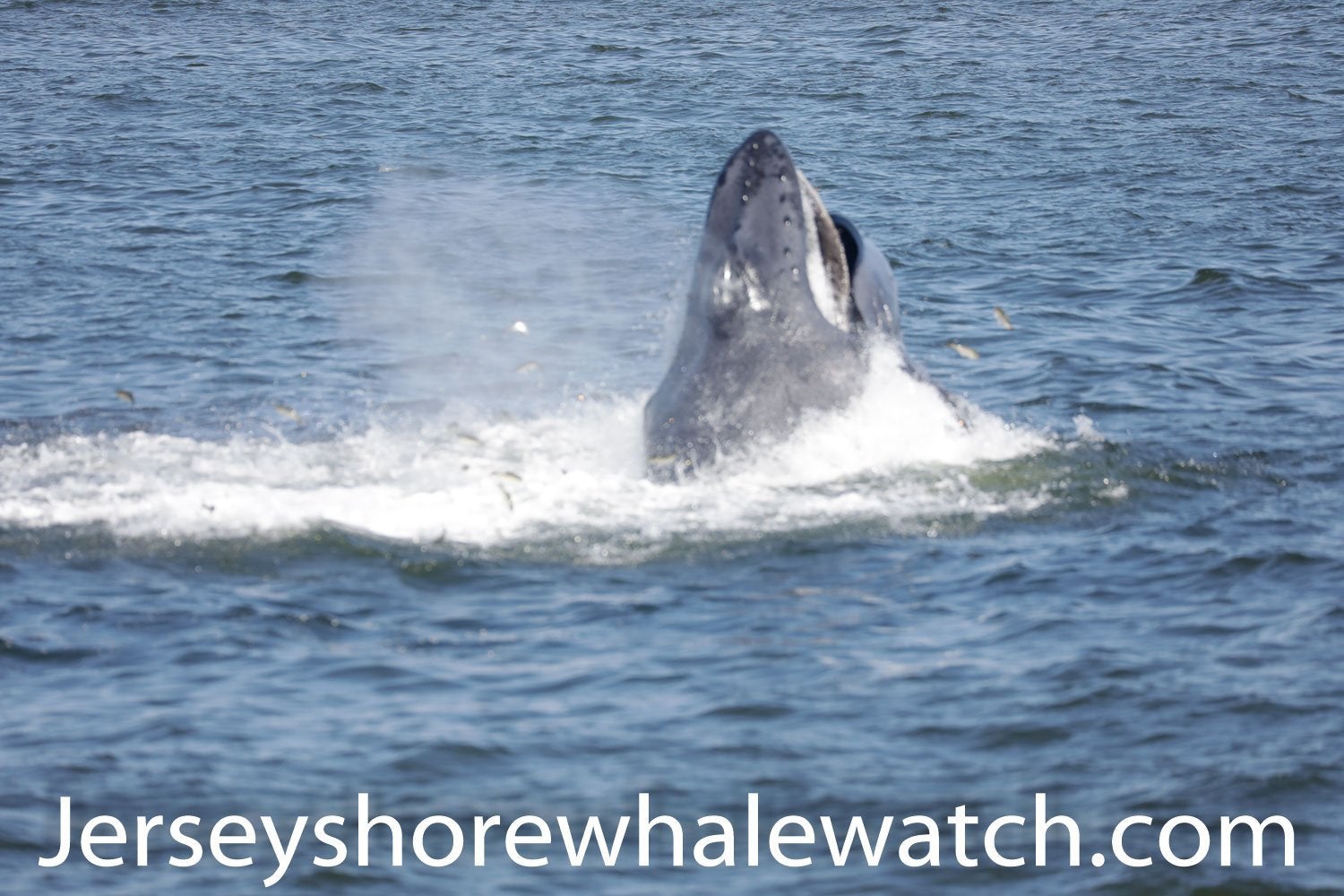 Saturday whale watching Belmar Marina Aug. 1st