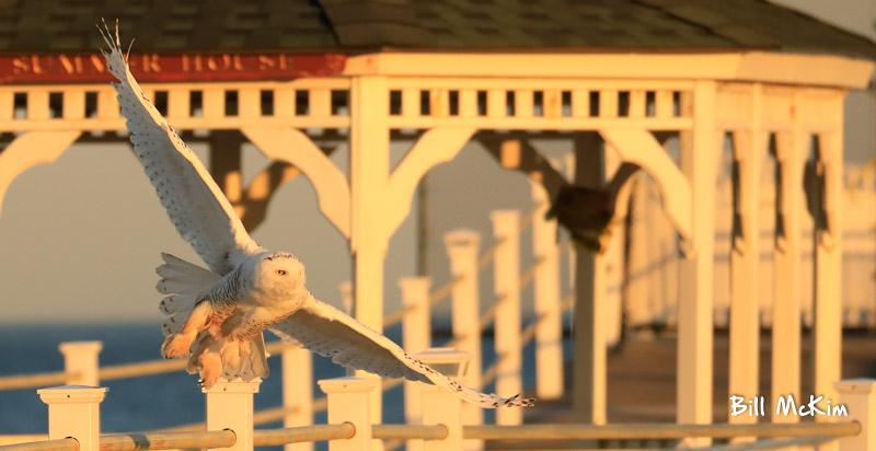 Snowy Owl in Belmar , Avon and Spring Lake this week!
