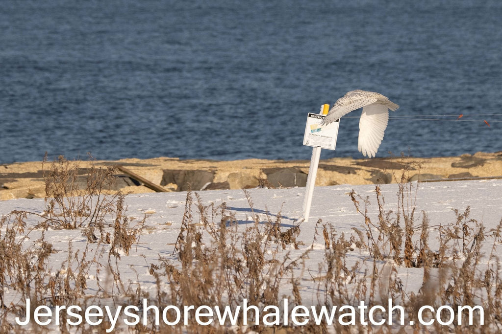 Snowy owl today at the beach updated, video added