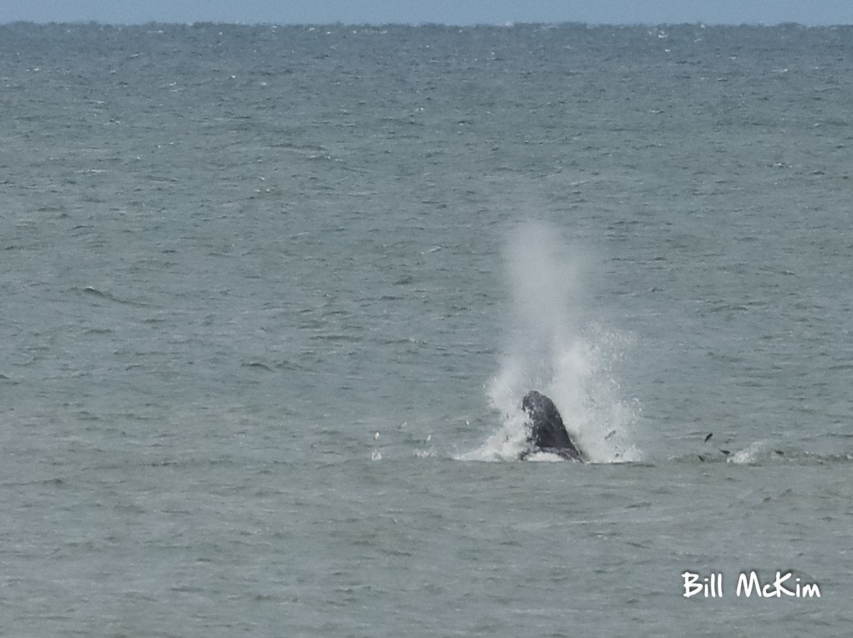 Video HD 2 Whales and Dolphins off the coast of New Jersey today Drone DJI