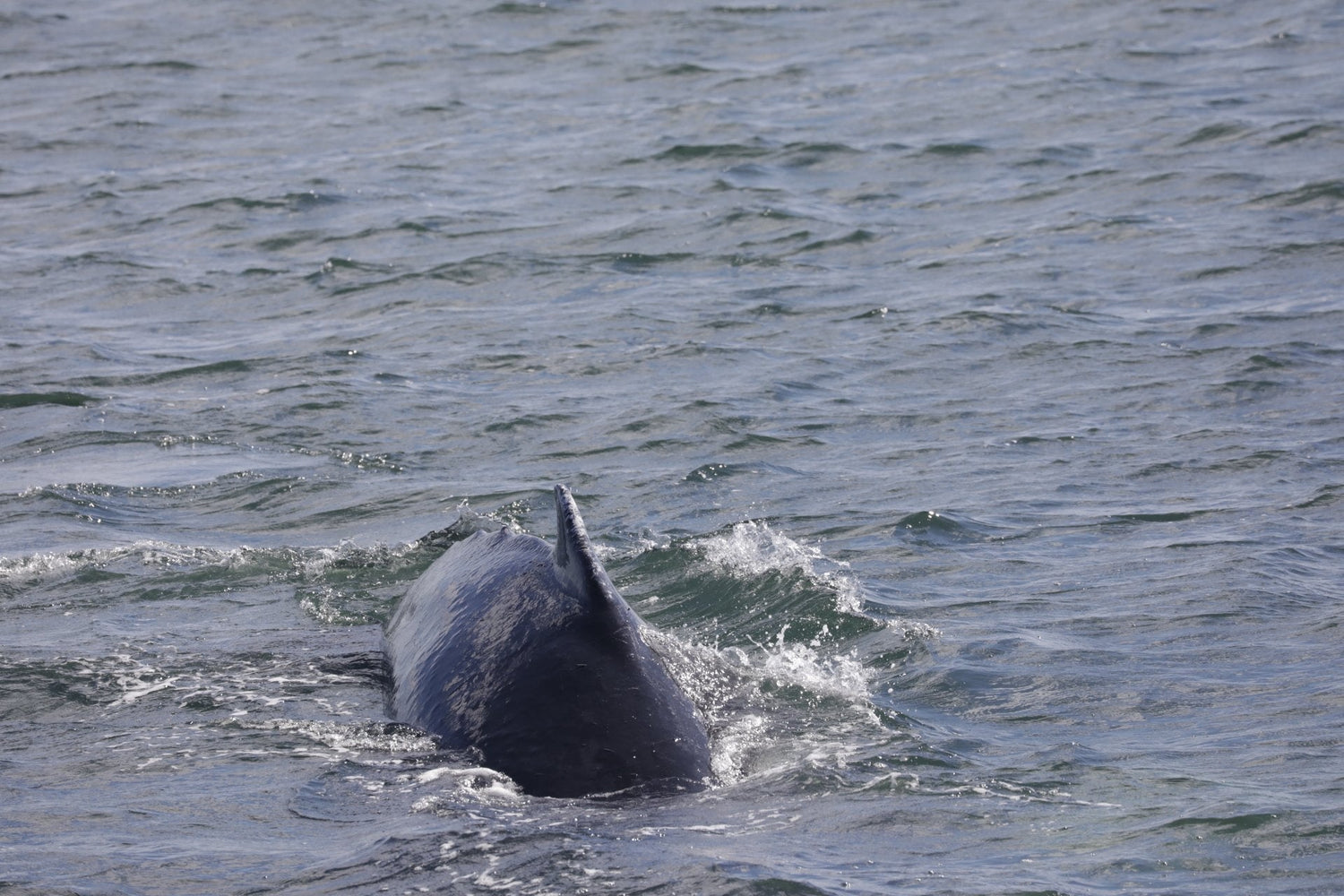 We are going whale watching 3 times this weekend