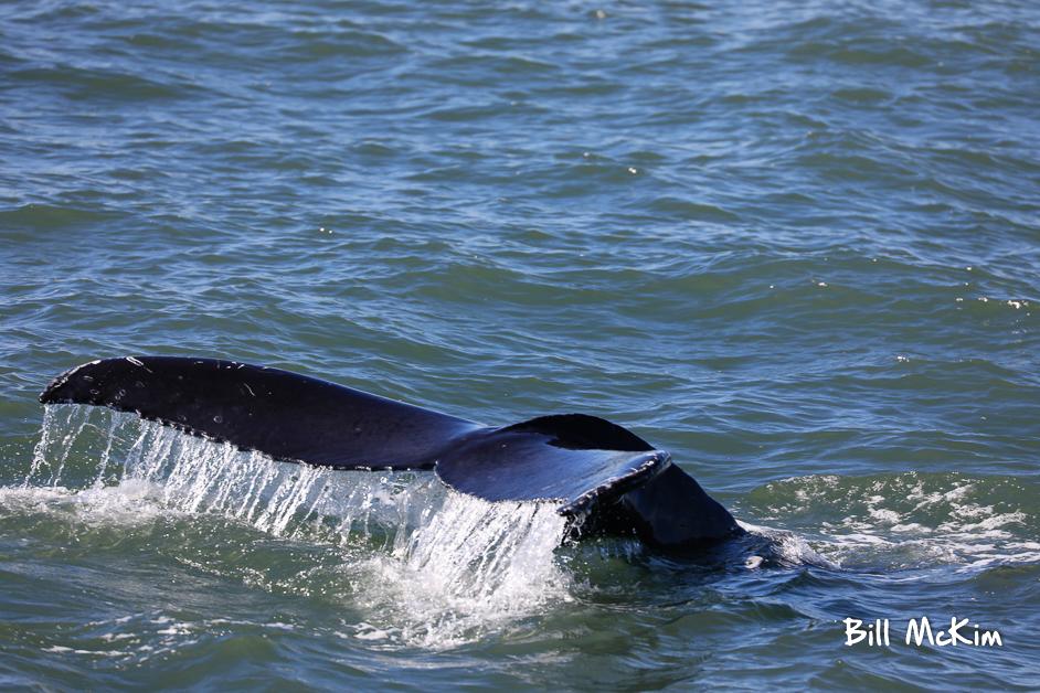We had an amazing Whale watching Season in New Jersey 2018