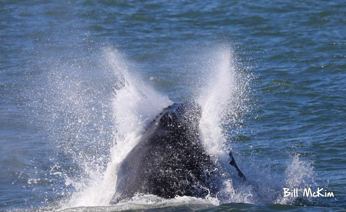 Whale watching trip November 4th photos