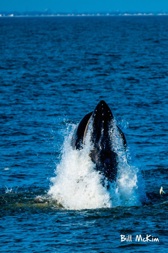 Whales off of Sandy Hook & Sea Bright June 9th 2018