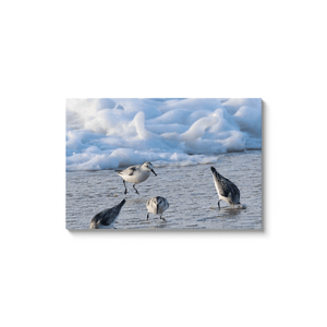 Cold Birds Canvas By Bill Mc Kim Bill McKim Photography -Jersey Shore whale watch tours 