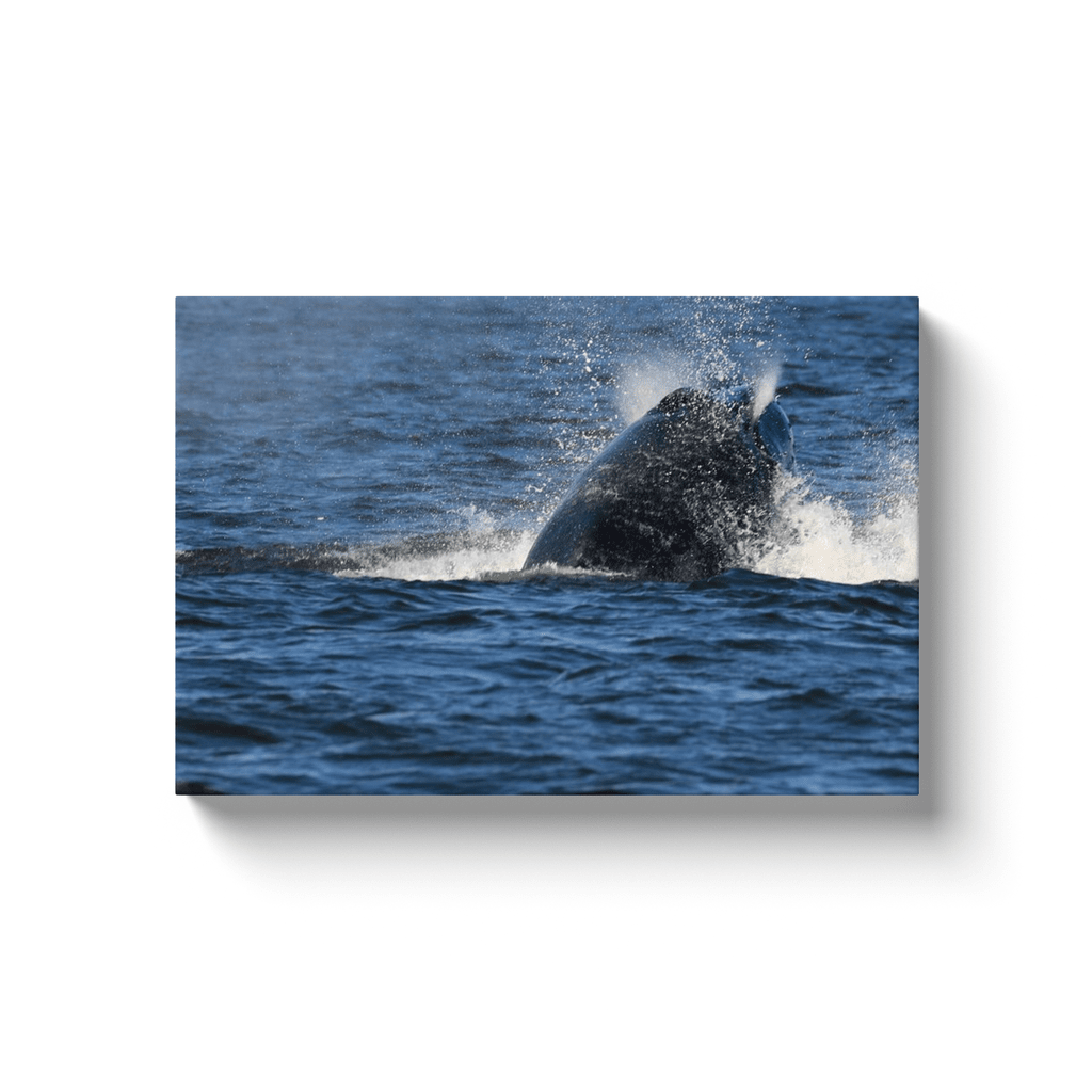 Jersey shore whale watch June 27th-188 Whales Canvas Bill McKim Photography -Jersey Shore whale watch tours Image Wrap 1.25 inch 12x18 inch