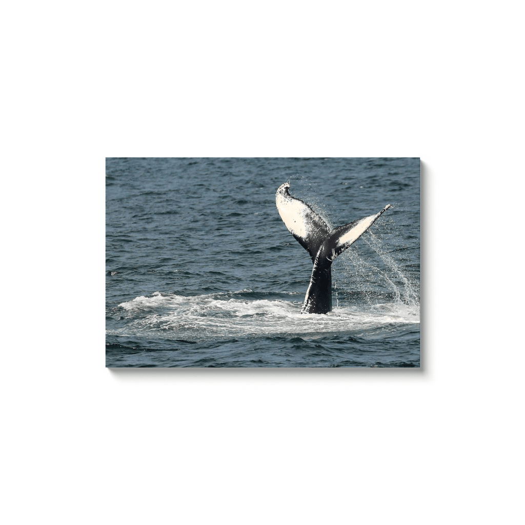 Jersey shore Whales Canvas Bill McKim Photography -Jersey Shore whale watch tours 