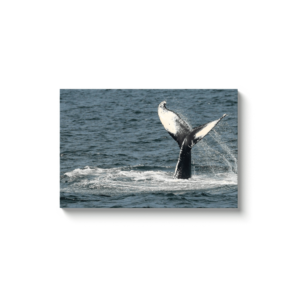 Jersey shore Whales Canvas Bill McKim Photography -Jersey Shore whale watch tours 