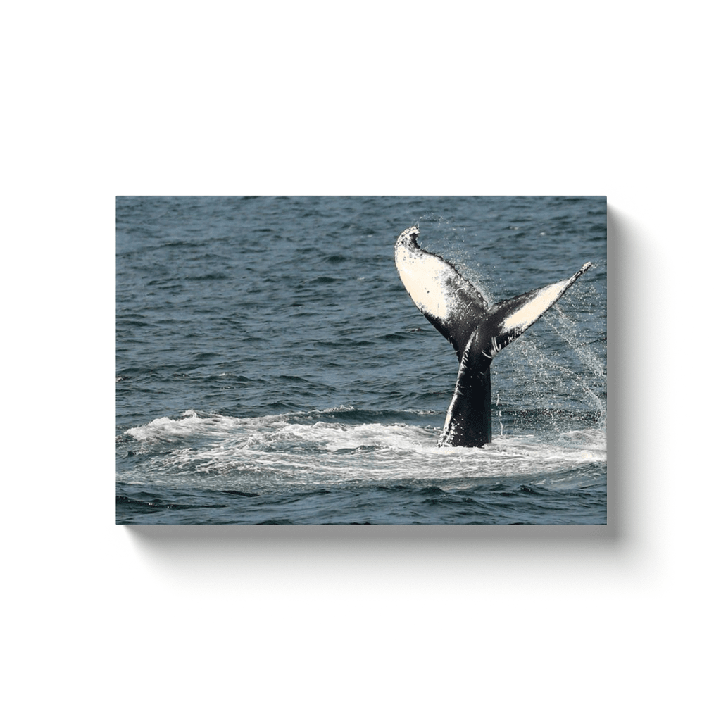 Jersey shore Whales Canvas Bill McKim Photography -Jersey Shore whale watch tours 