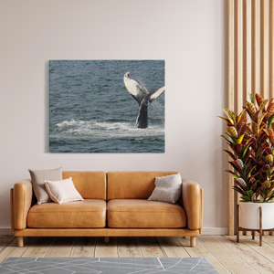 Jersey shore Whales Canvas Bill McKim Photography -Jersey Shore whale watch tours Image Wrap 1.25 inch 48x60 inch