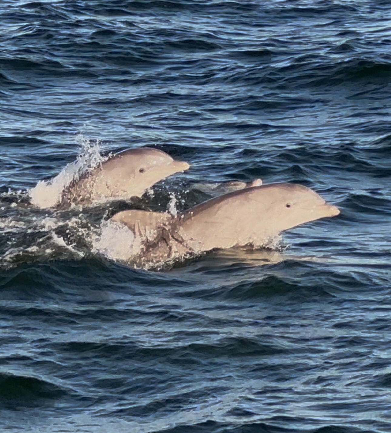 Kids Dolphin Cruise Gift Pack Bill McKim Photography -Jersey Shore whale watch tours 