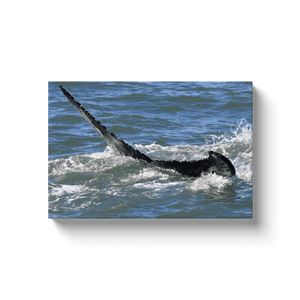 Whale Canvas Bill McKim Photography -Jersey Shore whale watch tours Image Wrap 1.25 inch 12x18 inch