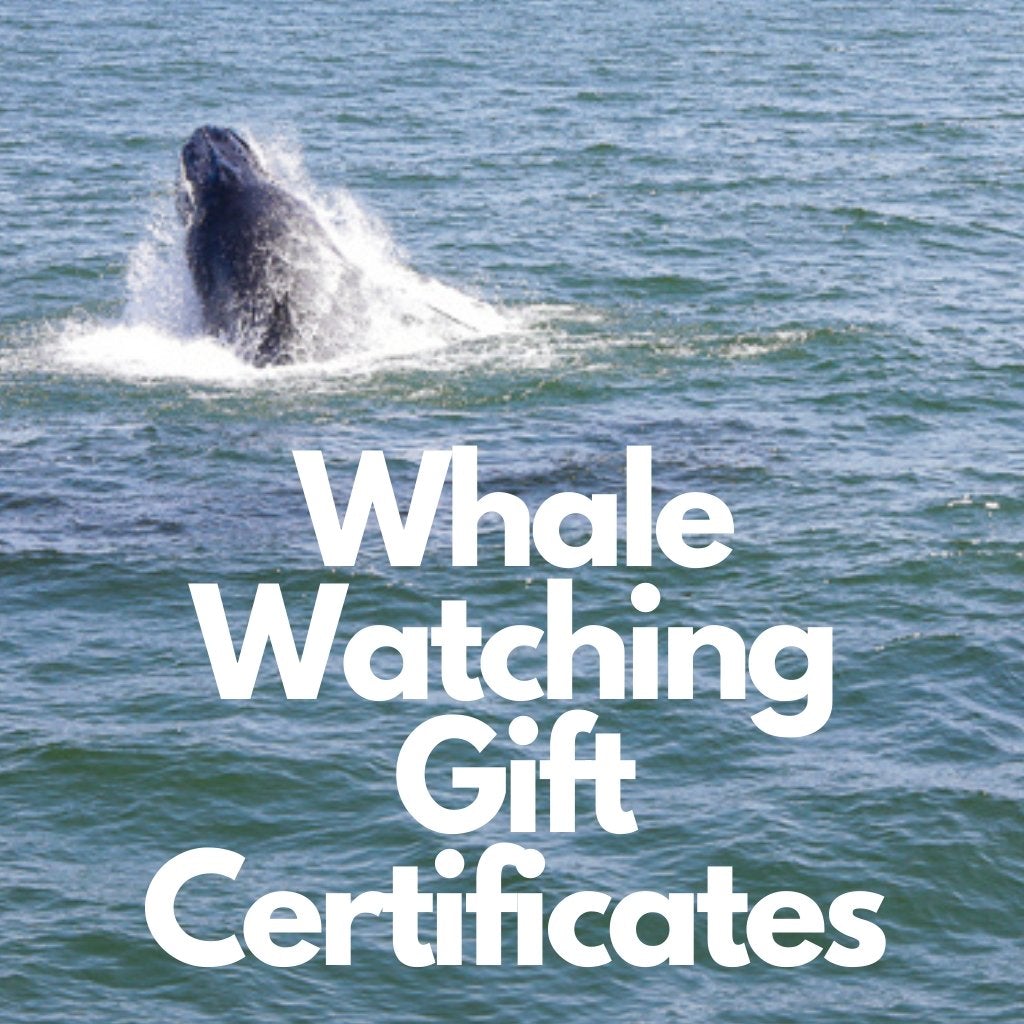 Gift Certificate for Bill McKim Whale Watching Tour Bill McKim Photography 