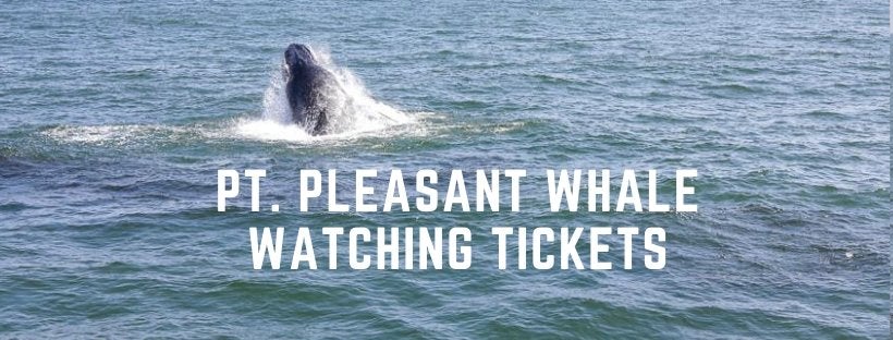 Tickets Bill McKim's Jersey Shore Whale Watch Tour Point Pleasant Marina Whale Watching Tour Bill McKim Photography 