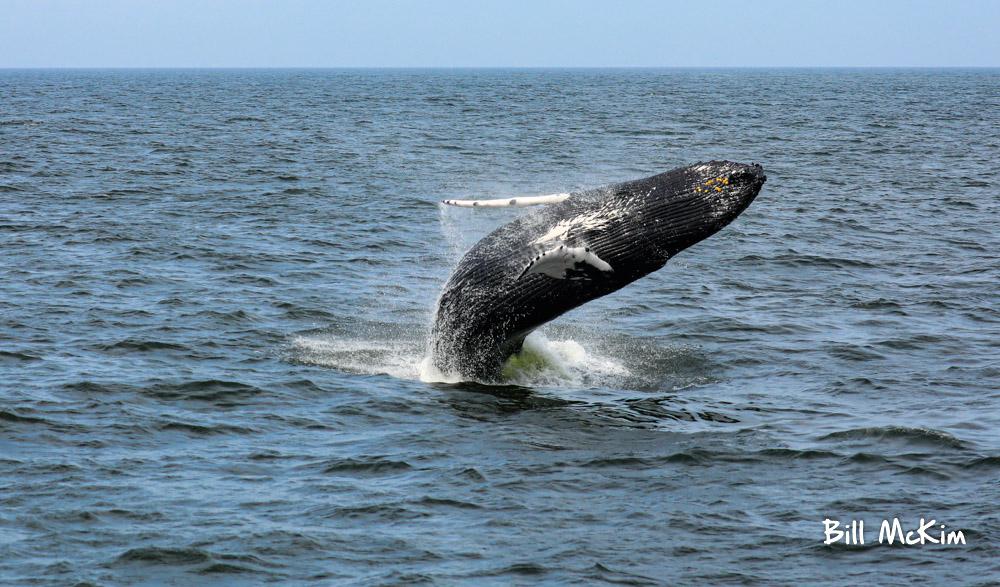 Whale Breaching Jersey shore 2019 Printed on Acrylic Prints Bill McKim Photography 