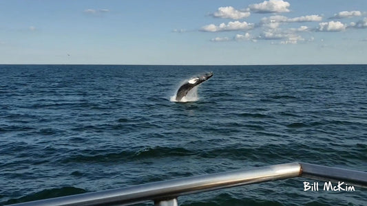 Whale Watching Fundraiser trip deposit Bill McKim Photography 