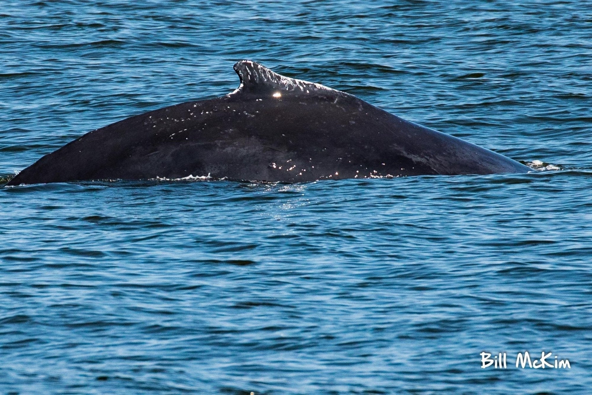 Whale Watching Fundraiser trip deposit Bill McKim Photography 