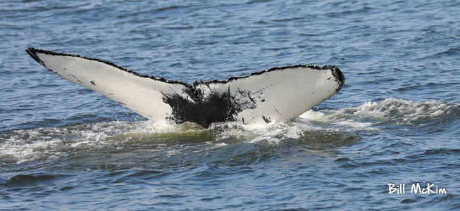 Whale Watching Fundraiser trip deposit Bill McKim Photography 