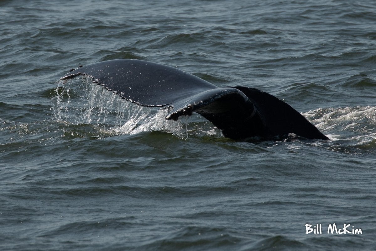 Whale Watching Fundraiser trip deposit Bill McKim Photography 